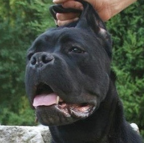 Kia des pres de couriere